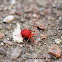 Velvet mite