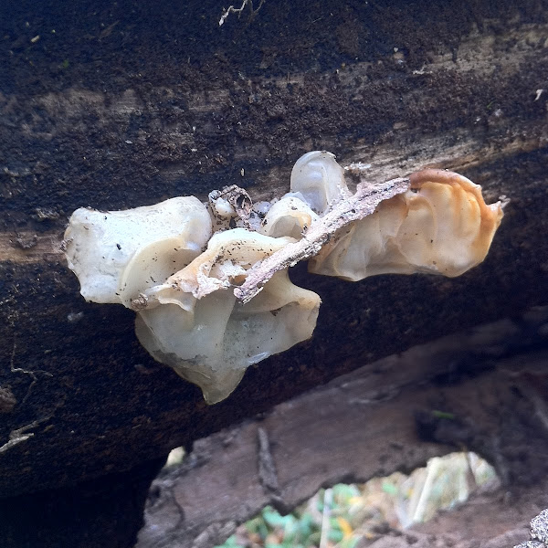 Wood ear mushroom Project Noah