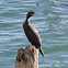 Double-crested Cormorant