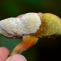 Hongo boletus
