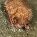 Eastern Pipistrelle Bat