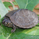 False Map Turtle