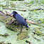 Little Blue Heron