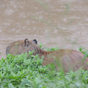 Capybara