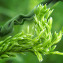 Grass seeds