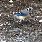 Blue Jay