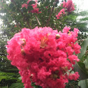 Crepe Myrtle