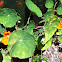 Indian Cress