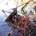 Sundew