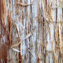 Cedar bark (Eastern Red Cedar)