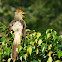 Guira Cuckoo
