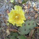 Eastern Prickly Pear