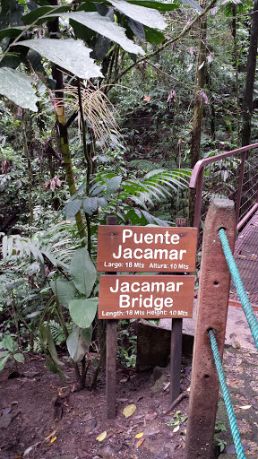 Jacamr Bridge - Arenal Hanging Bridges