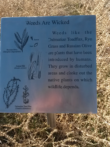 Weeds are Wicked