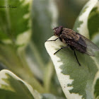Cluster Fly