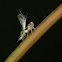 Hopper nymphs