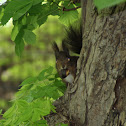 Eurasian Red Squirrel