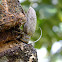 Woodcutter Beetle