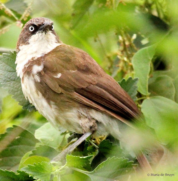 Spotting Image 1