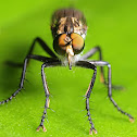 Robber Fly