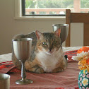 House cat