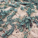 Medicago marina. Carretón de playa