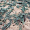 Medicago marina. Carretón de playa