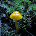 Butter Waxcap Fungus