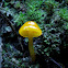Butter Waxcap Fungus