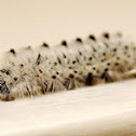 Hickory Tussock Moth