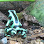 Poison Dart Frog