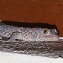 Tokay gecko