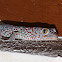 Tokay gecko