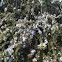 Rosemary