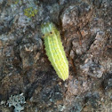 Tawny Emperor Caterpillar
