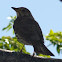 Song Thrush