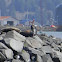 Sea Lion