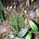 Shining Clubmoss