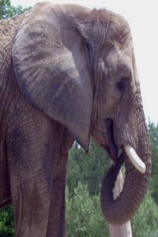 【免費教育App】Animal Sounds أصوات الحيوانات-APP點子