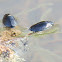 Whirligig beetles