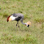 Grey crowned crane