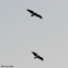 Rough Legged Hawk and Bald Eagle (Immature)