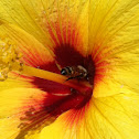Hawaiian hibiscus