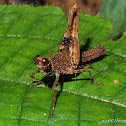 Grasshopper