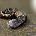 bird-shit catterpillar