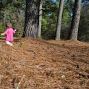 Pine tree