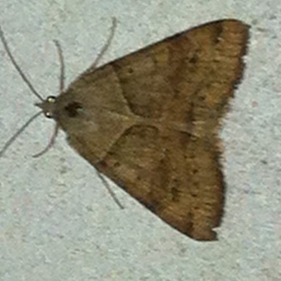 Spotting Image 1