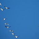 snow geese?
