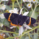 Lycisca Metalmark 