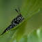 Black Soldier Fly